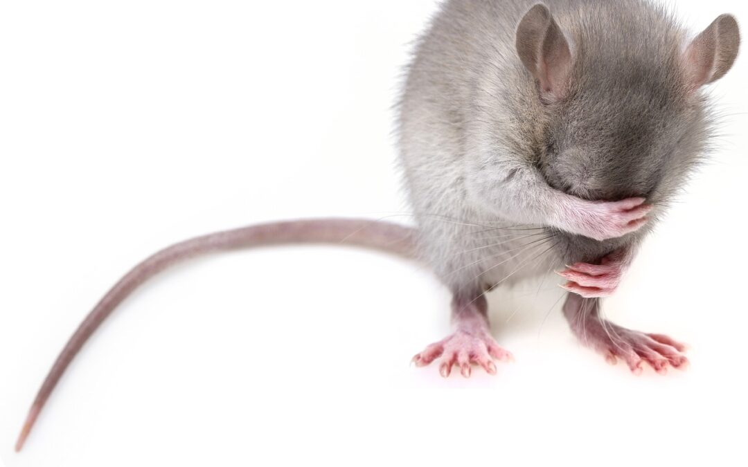 Rodent Control – Residential or Commercial